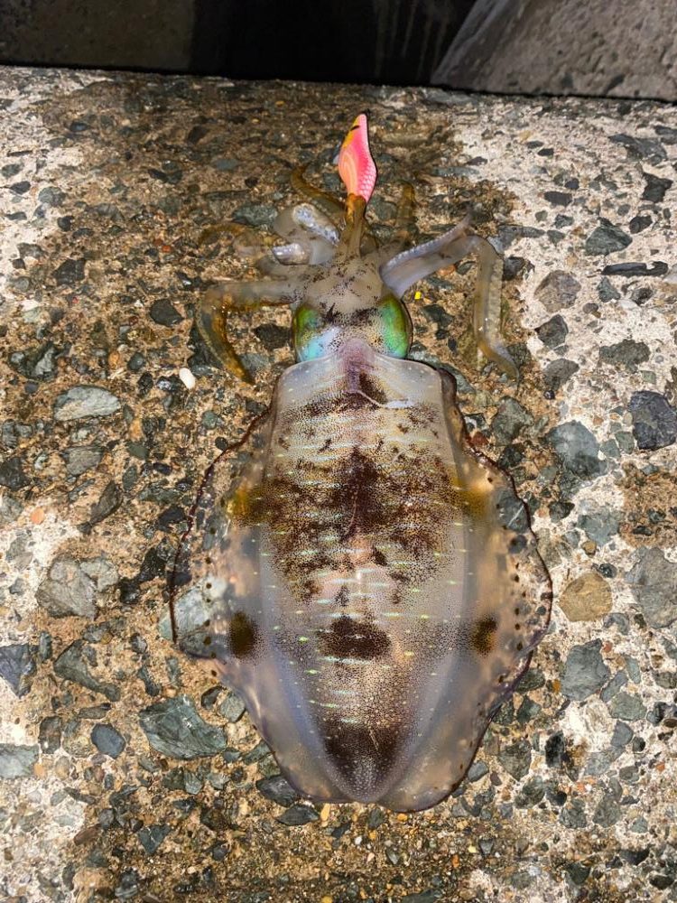 久びさエギング