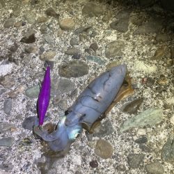 久々のアオリイカ