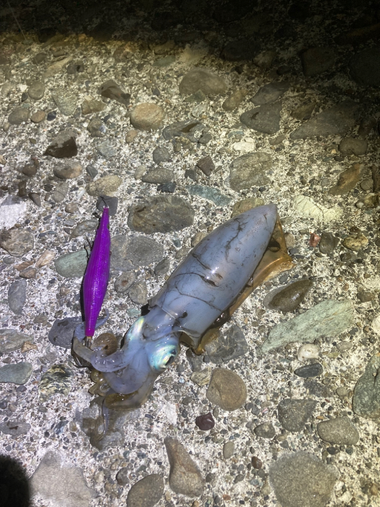 久々のアオリイカ