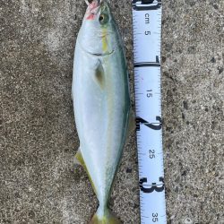 まだ小さいツバス！