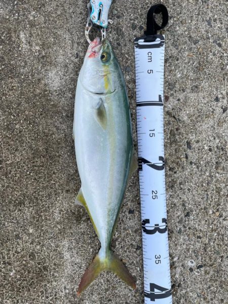 まだ小さいツバス！