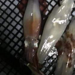 地獄のイカメタル