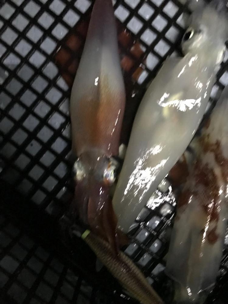 地獄のイカメタル