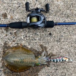 【エギング】ベイトフィネスエギング