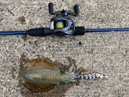 【エギング】ベイトフィネスエギング