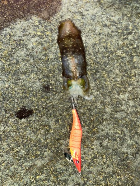 常夜灯場でのエギング！