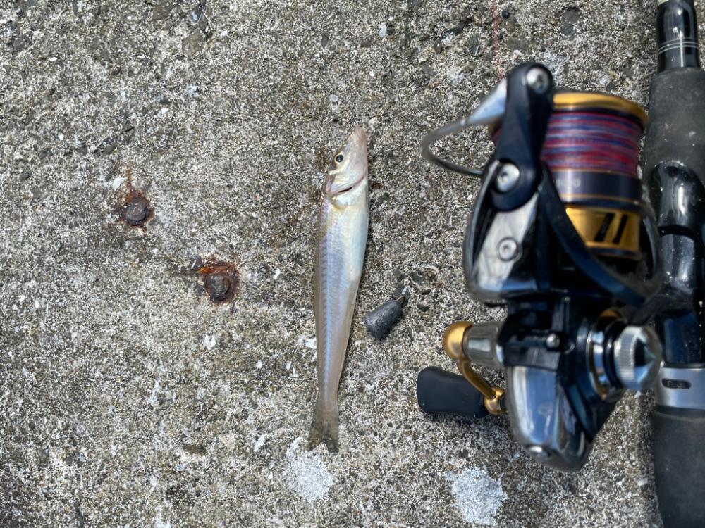 ちょい投げキス釣り