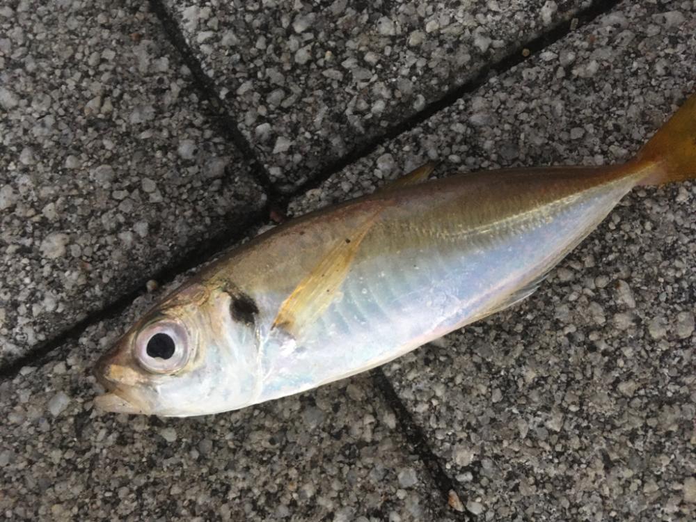 道糸をぶち切られ‥