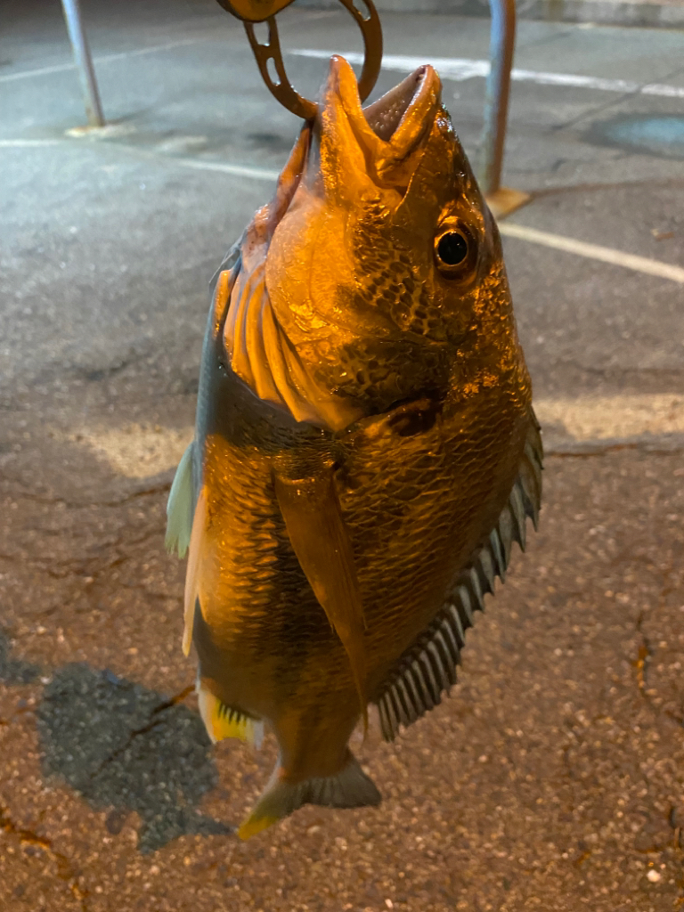 ヘチってきました