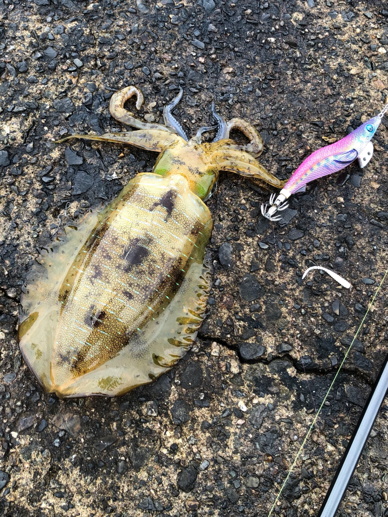 ランガン楽し♪