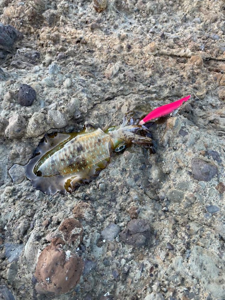 変わらず好調、日本海エギング