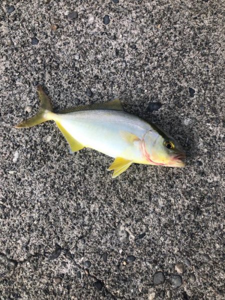 何とか釣れたけどリリースサイズ