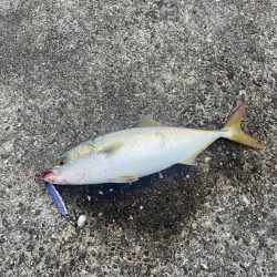 2日連続メジロキャッチ！