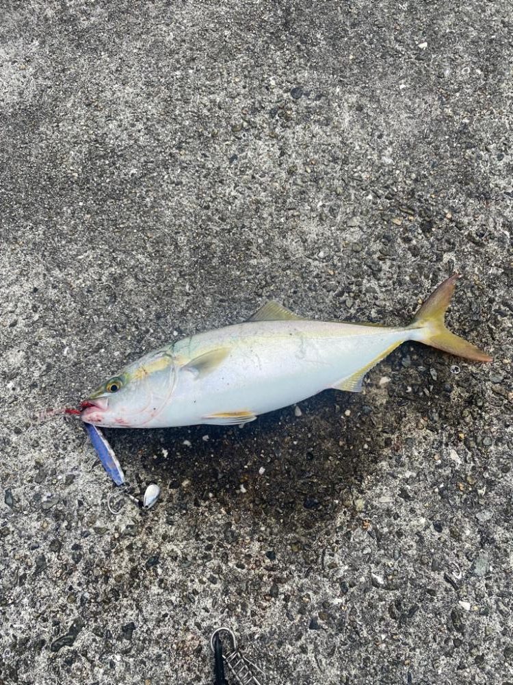 2日連続メジロキャッチ!