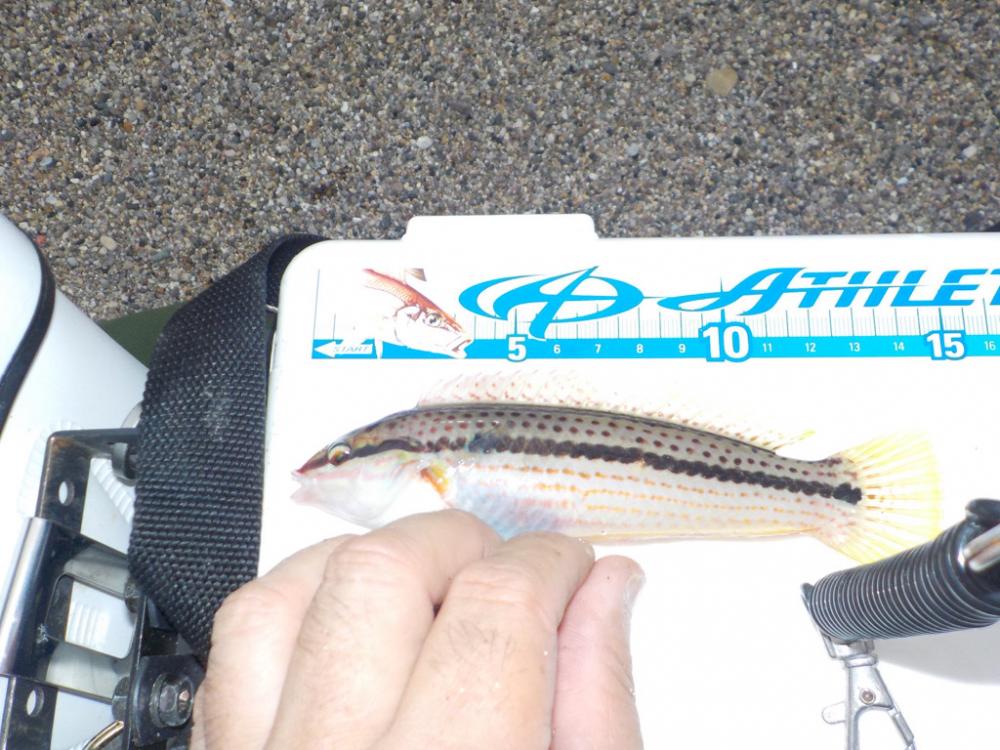 涼しくなったので？笑キス釣りに