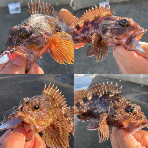 ライトワインド最高です！