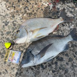 近場でチヌ釣り