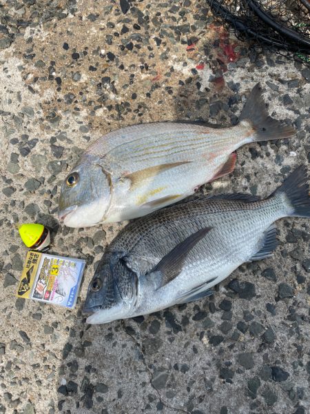 近場でチヌ釣り