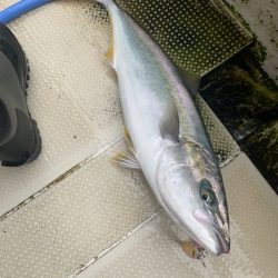 今年初明石ジギング！