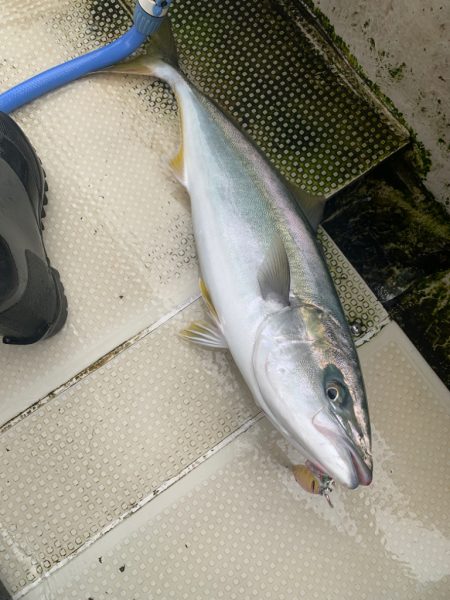 今年初明石ジギング！