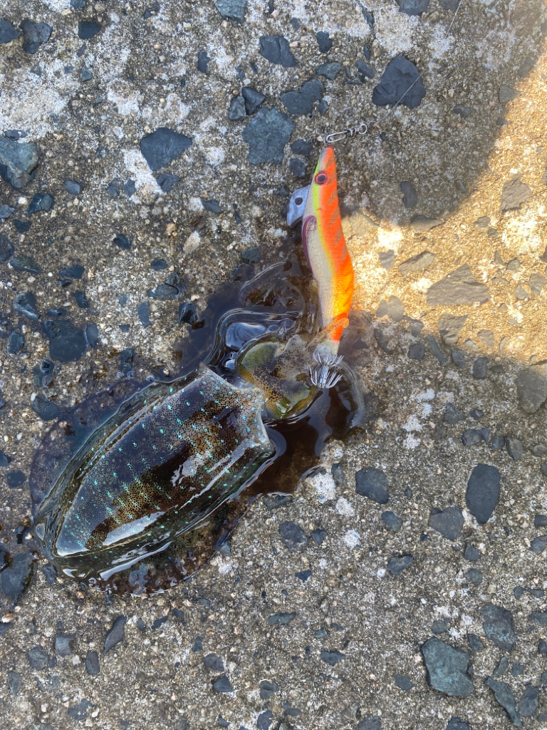 今年2回目エギング