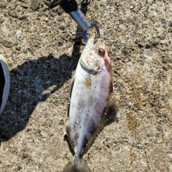 深日白灯台で飲ませにアイブリ30cm、シオ35cm