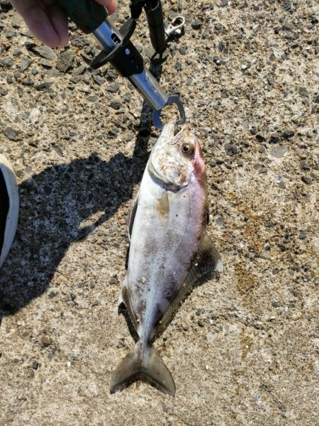 深日白灯台で飲ませにアイブリ30cm、シオ…