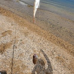 敦賀半島のキス調査