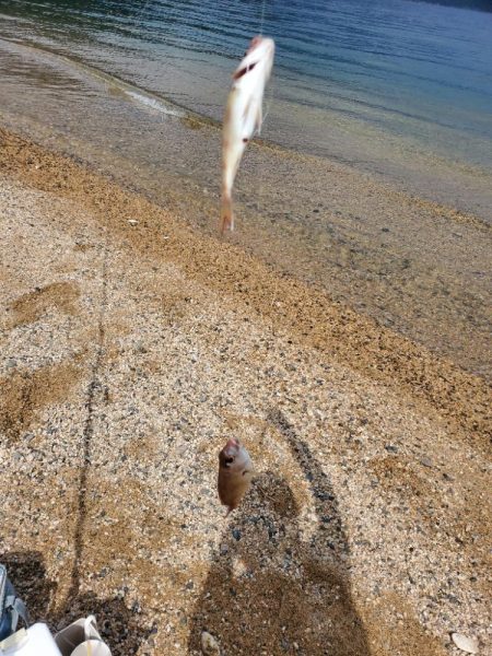 敦賀半島のキス調査