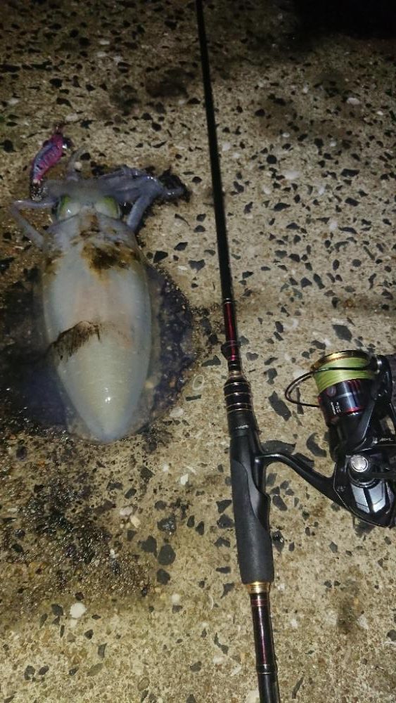 対馬エギング釣果