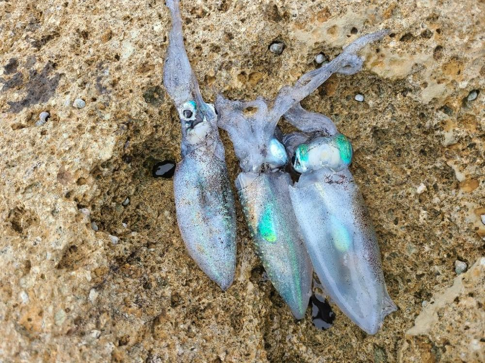 五目釣り達成！