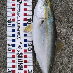 サワラリベンジパート３