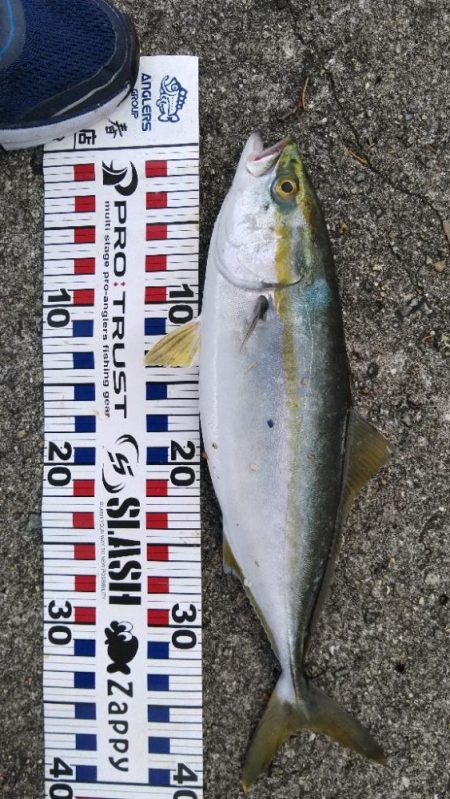 サワラリベンジパート３