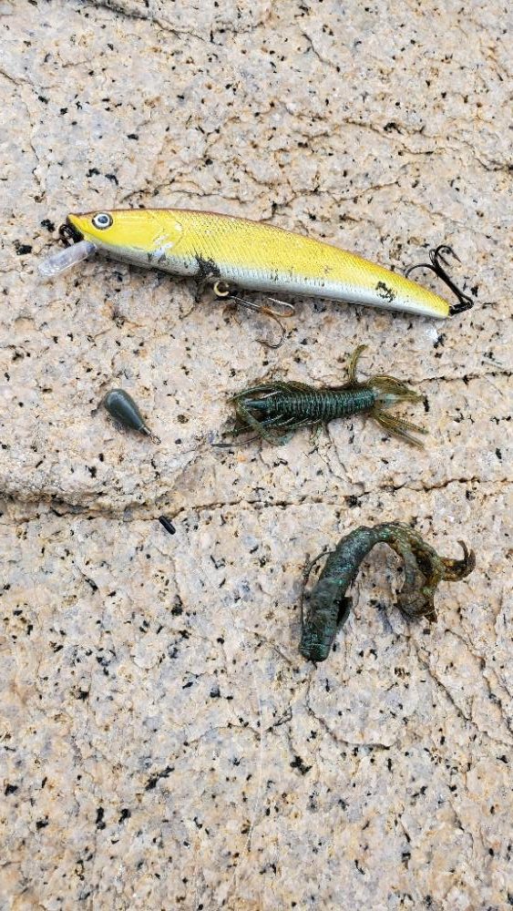 強風の中釣れたのはいつもの