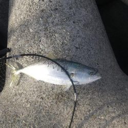 久しぶりハマチ君