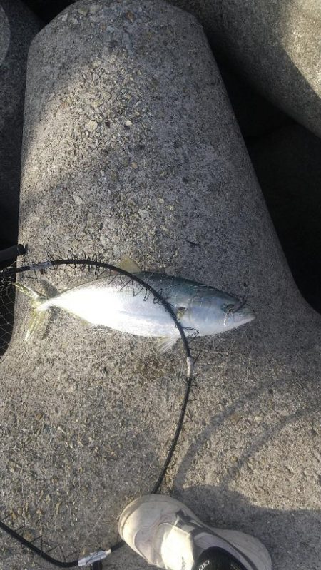 久しぶりハマチ君