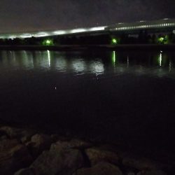 夜のエビ撒き釣り