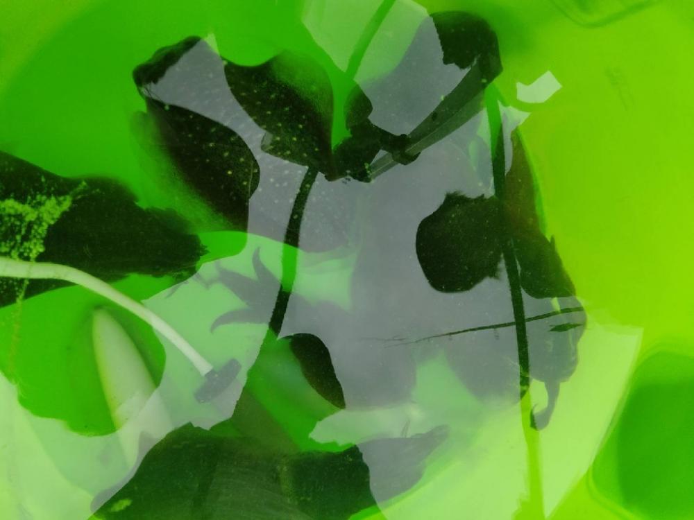 早朝エギングにてアオリ10杯