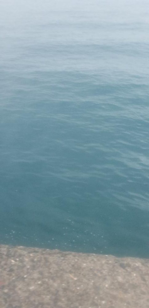 タチウオ　良好