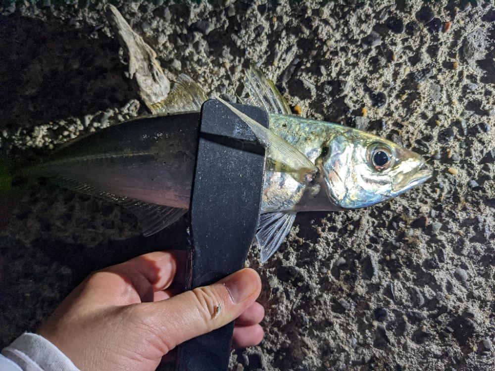 やっと来た！あじ==