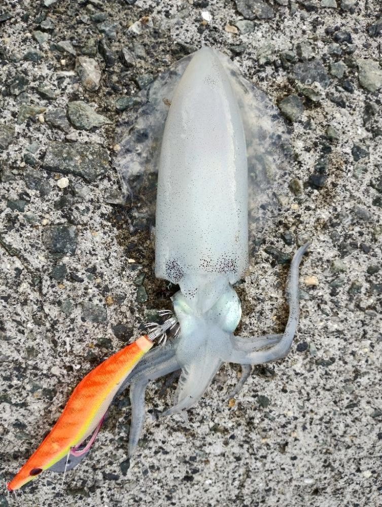 大阪産アオリイカ