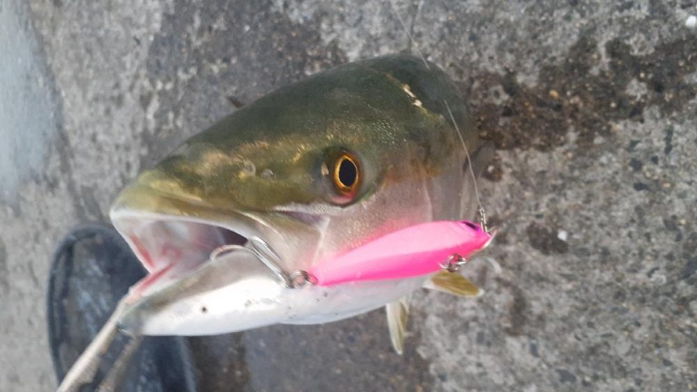 久々の青物祭り!