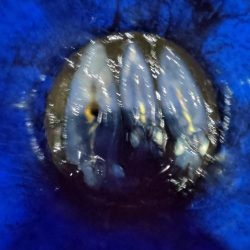 初のティップラン！