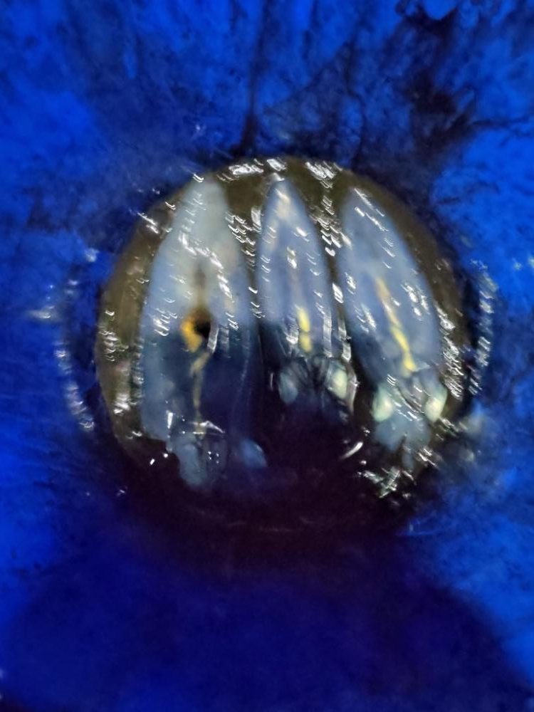 初のティップラン!