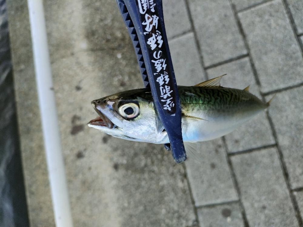 ダイソー縛りでサバ爆