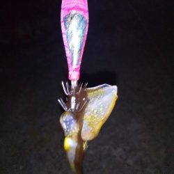 アオリイカの新子調査