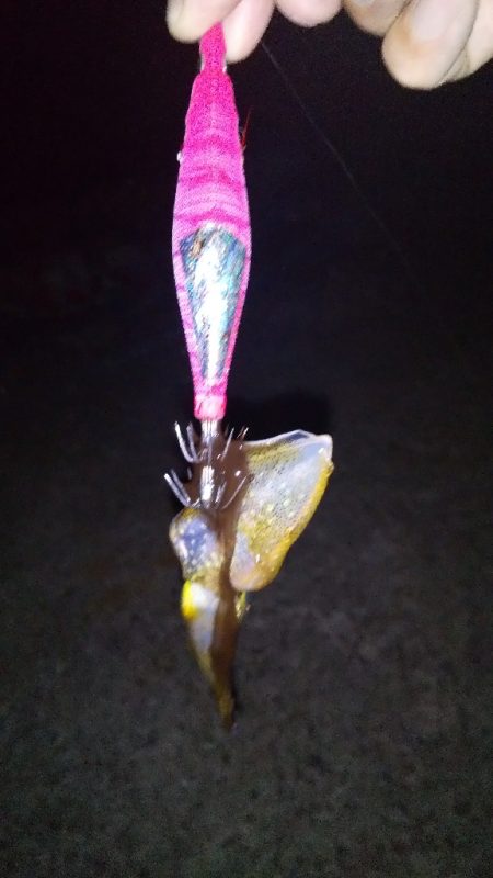 アオリイカの新子調査