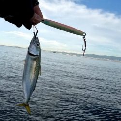 仕事前ショアジギ