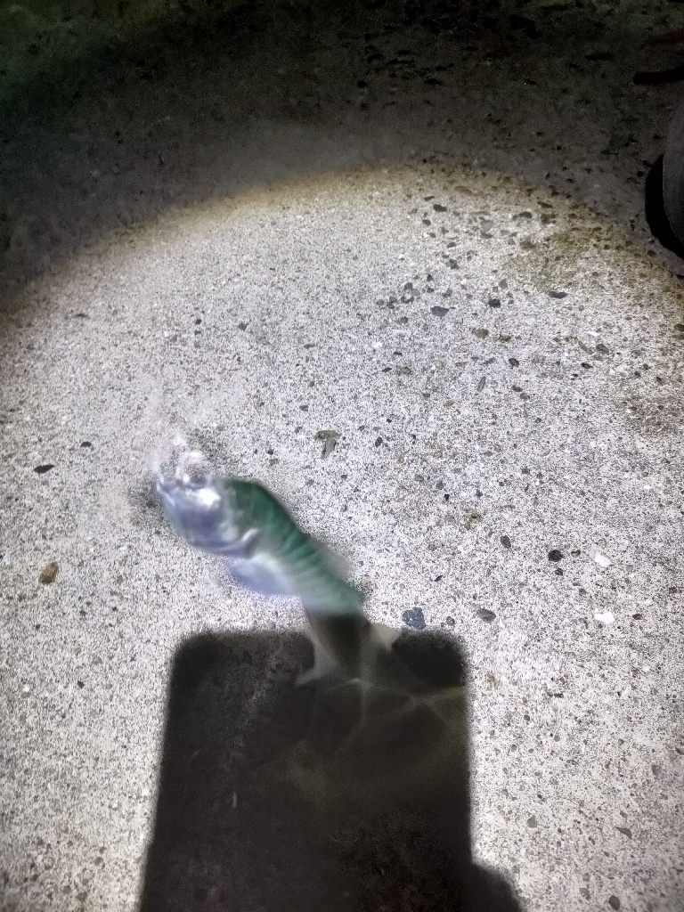 ベイトは大量だが