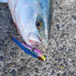 今日は岸和田ベイト凄い数